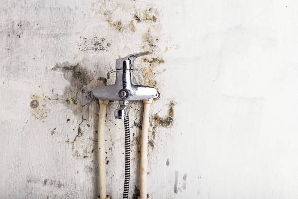 Best Toxic Mold Removal  in Linglestown, PA
