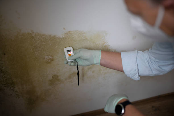 Best Crawl Space Mold Removal  in Linglestown, PA
