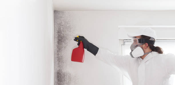 Best Attic Mold Removal  in Linglestown, PA