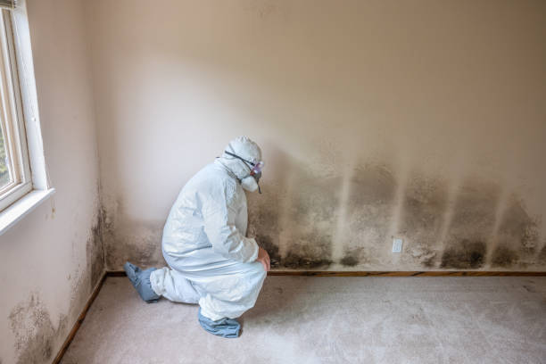 Trusted Linglestown, PA Mold Removal Experts
