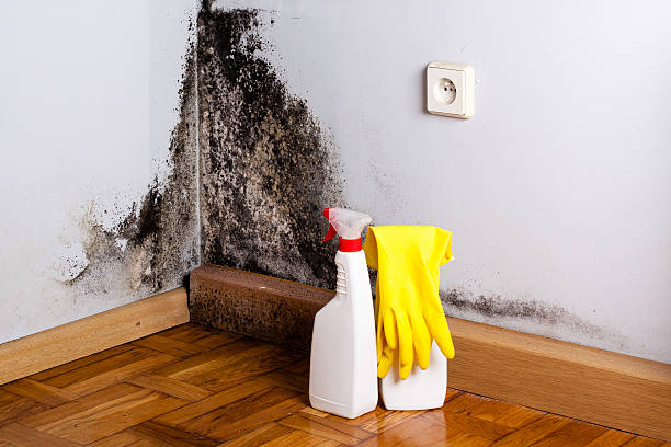 Best Home Mold Removal  in Linglestown, PA