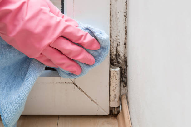 Best Black Mold Removal  in Linglestown, PA